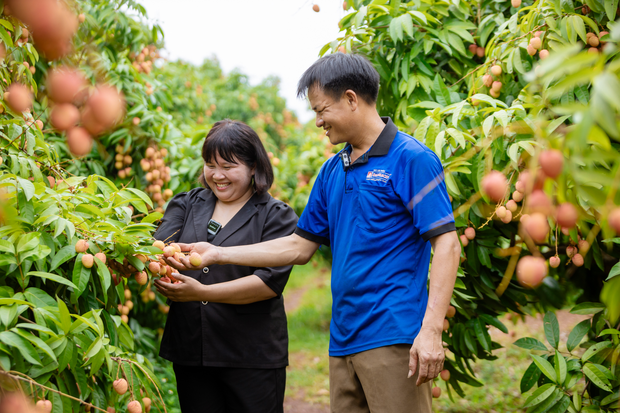 Tân Yên: Vải thiều sớm xuất khẩu được mùa